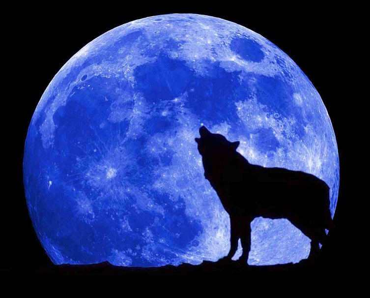 vlk-měsíc